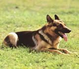 Adestramento de cães em Sumaré