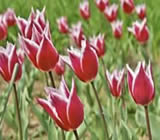 Floricultura em Sumaré