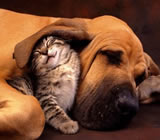 Hotéis para Cães e Gatos em Sumaré